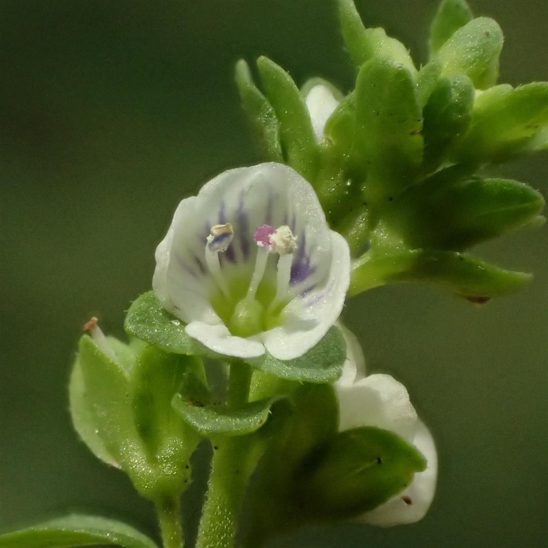 Veronica serpyllifolia