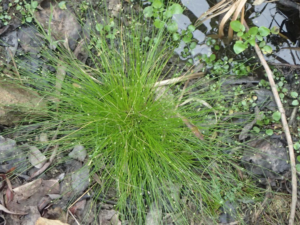 Isolepis cernua