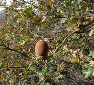Quercus garryana ssp. semota
