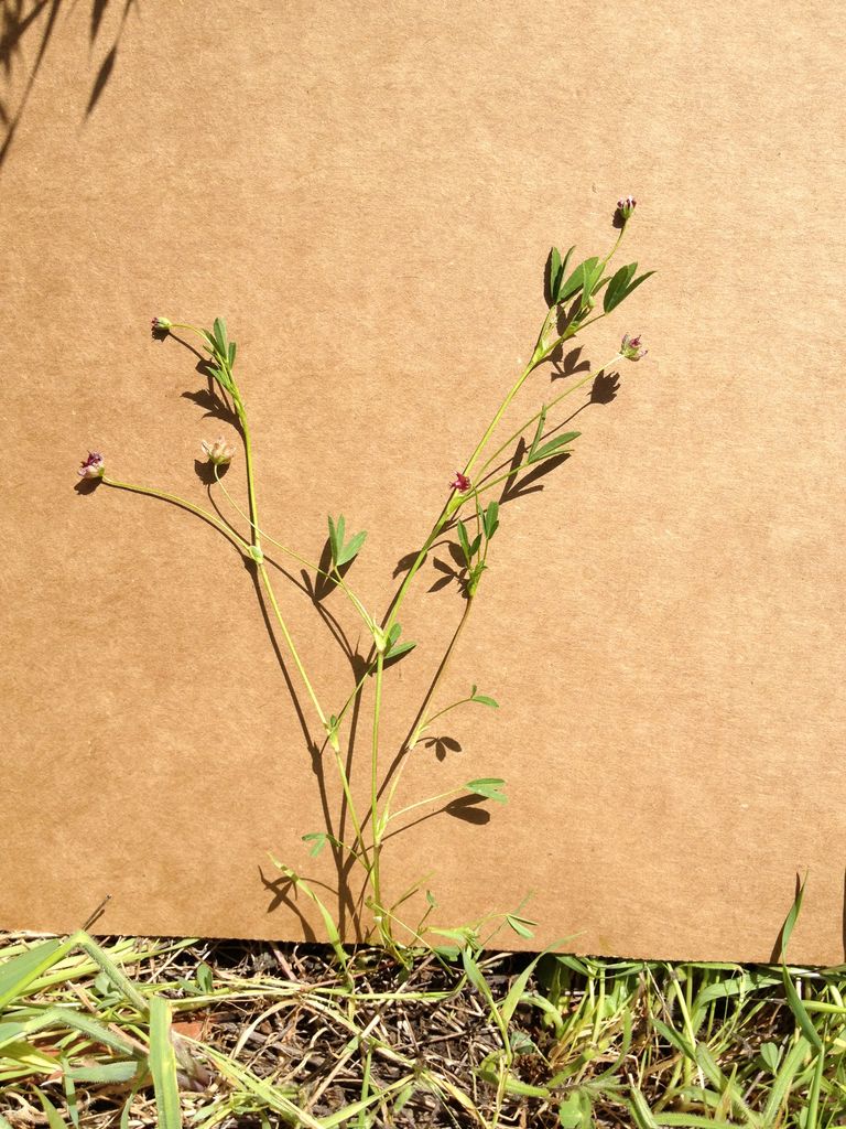 Trifolium depauperatum var. amplectens