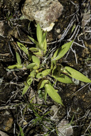 Dichanthelium acuminatum ssp. fasciculatum