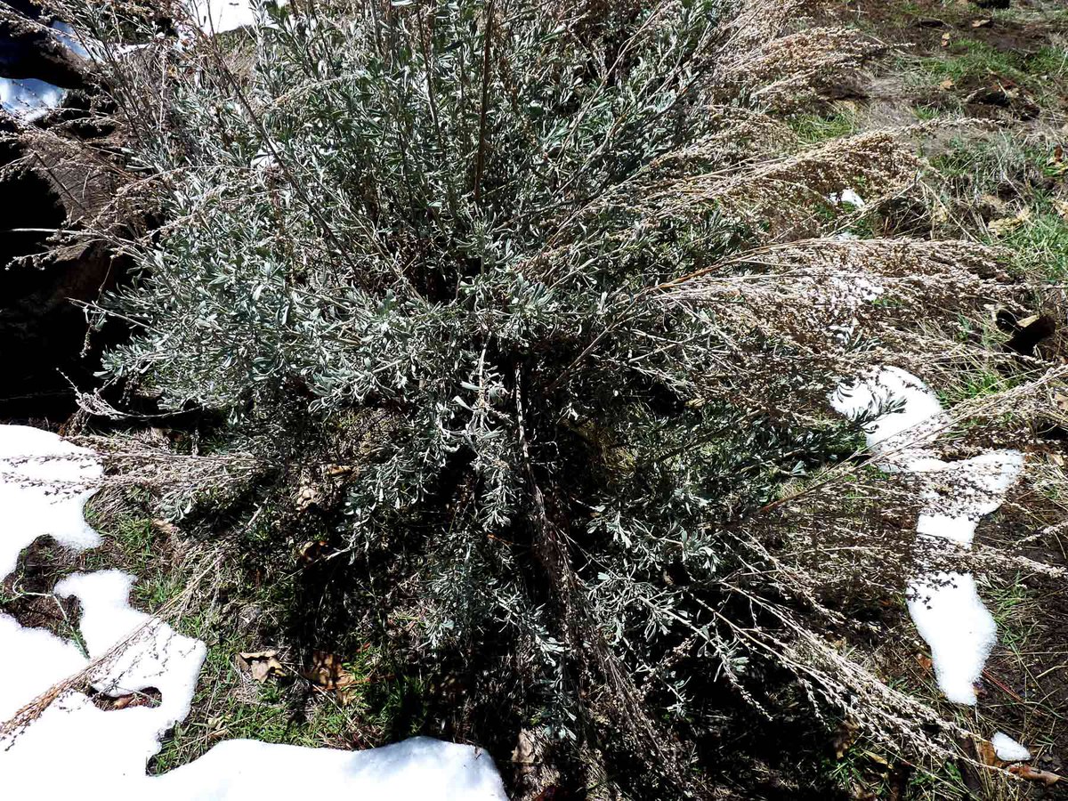 Artemisia tridentata ssp. parishii