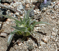Camissonia graciliflora