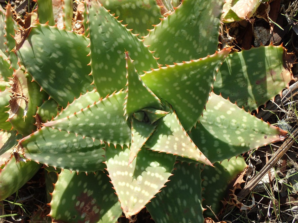 Aloe maculata