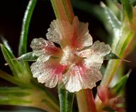 Salsola australis