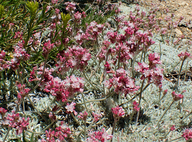 Eriogonum kennedyi ssp. austromontanum