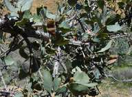 Quercus xalvordiana