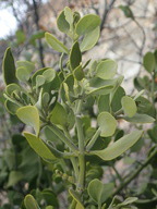 Phoradendron serotinum ssp. tomentosum