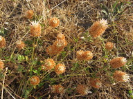 Trifolium vesiculosum