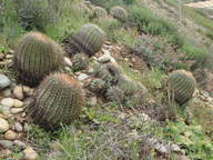 Echinocactus viridescens