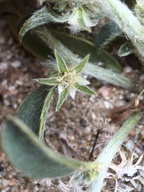 Argythamnia neomexicana