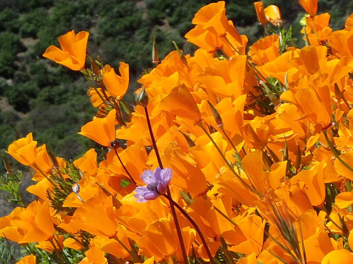 Eschscholzia californica