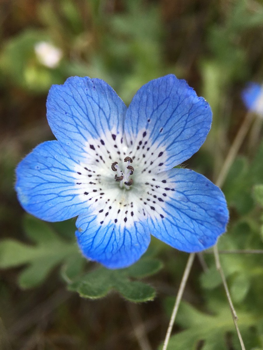 Nemophila menziesii