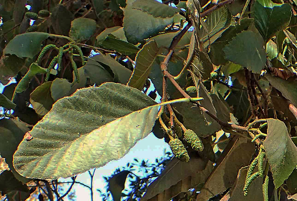 Alnus rhombifolia