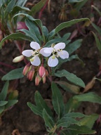 Camissonia boothii ssp. decorticans