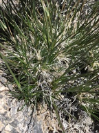 Arenaria macradenia ssp. macradenia
