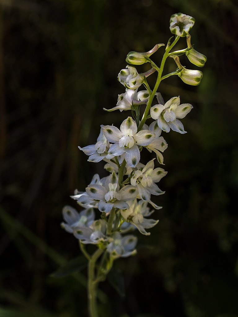 Delphinium californicum