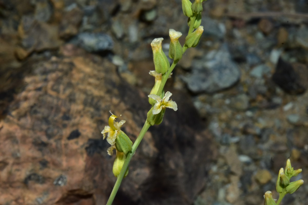 Streptanthus vernalis
