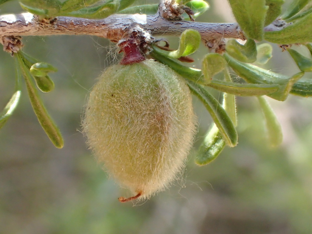 Prunus fasciculata