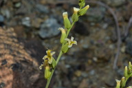 Streptanthus vernalis