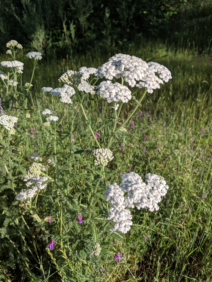 Achillea millefolium