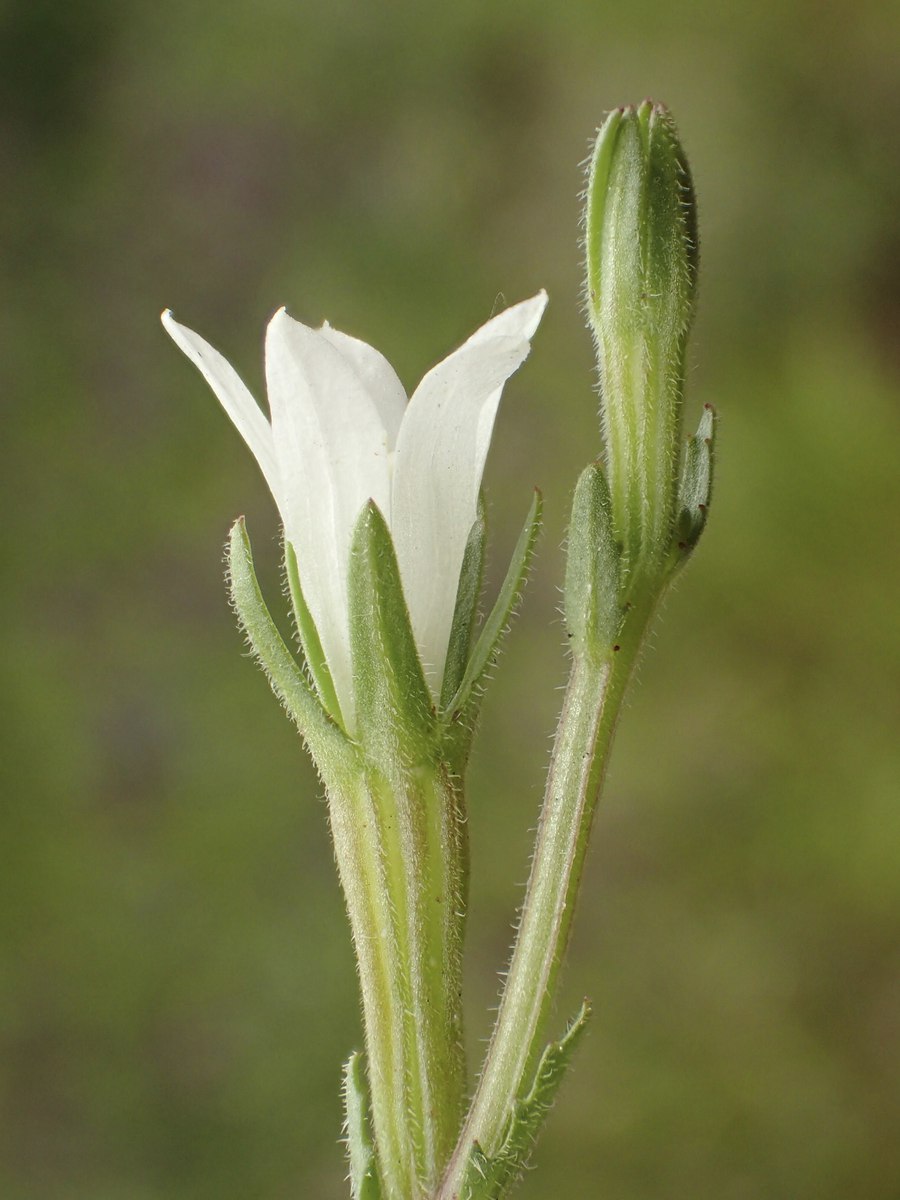 Githopsis diffusa