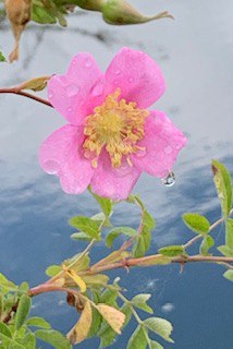 Rosa californica