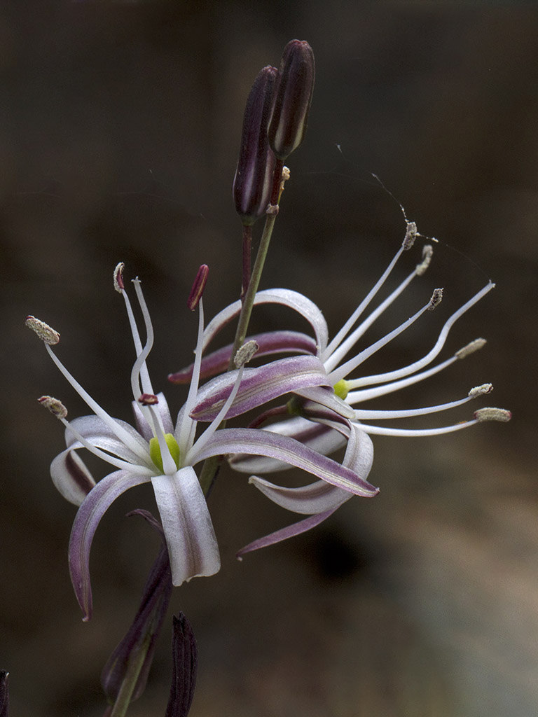 Chlorogalum pomeridianum