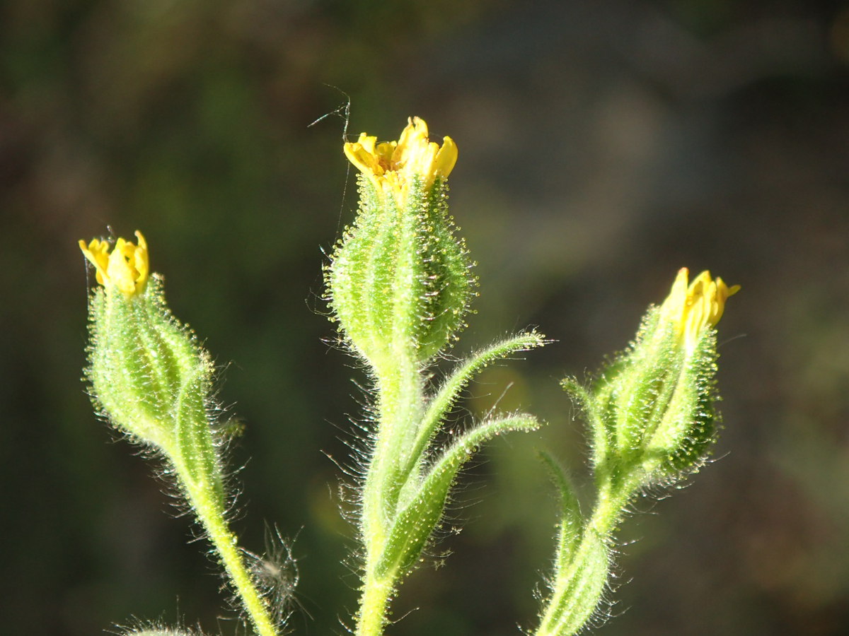 Madia gracilis