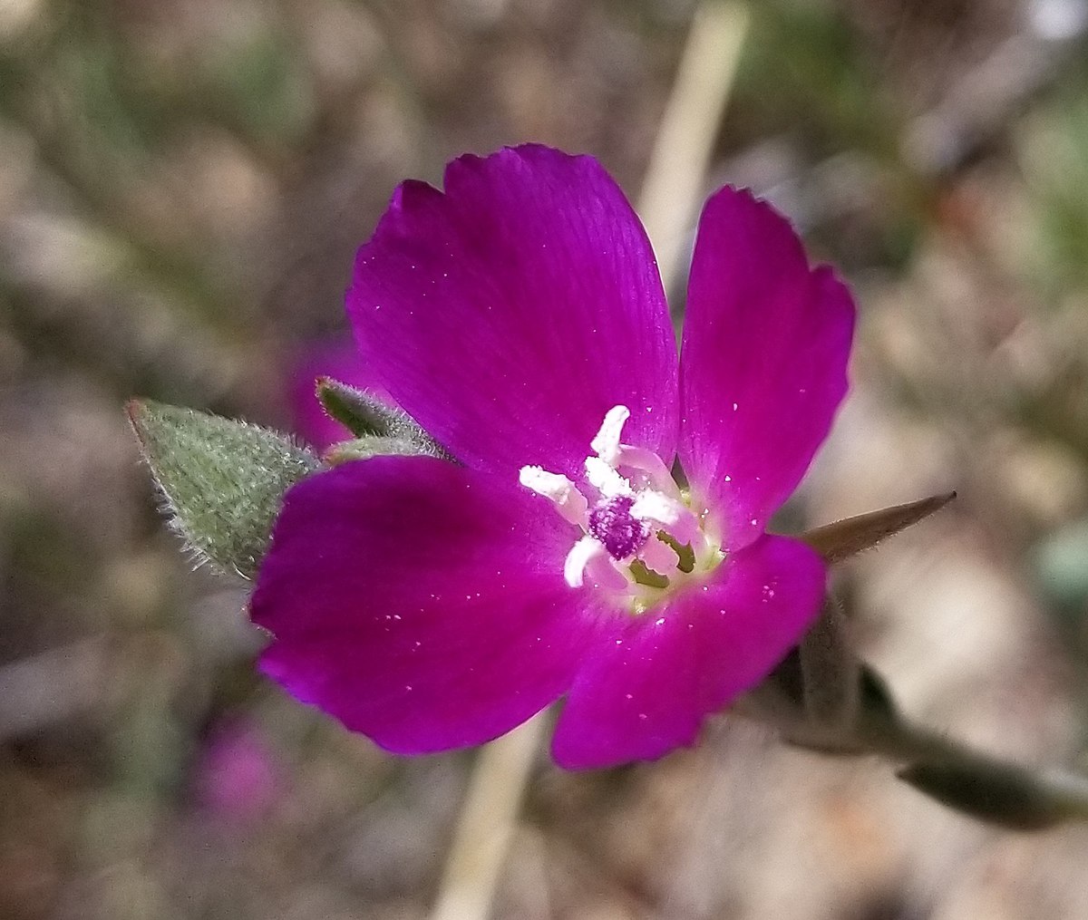 Clarkia purpurea
