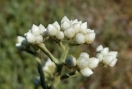 Gnaphalium californicum
