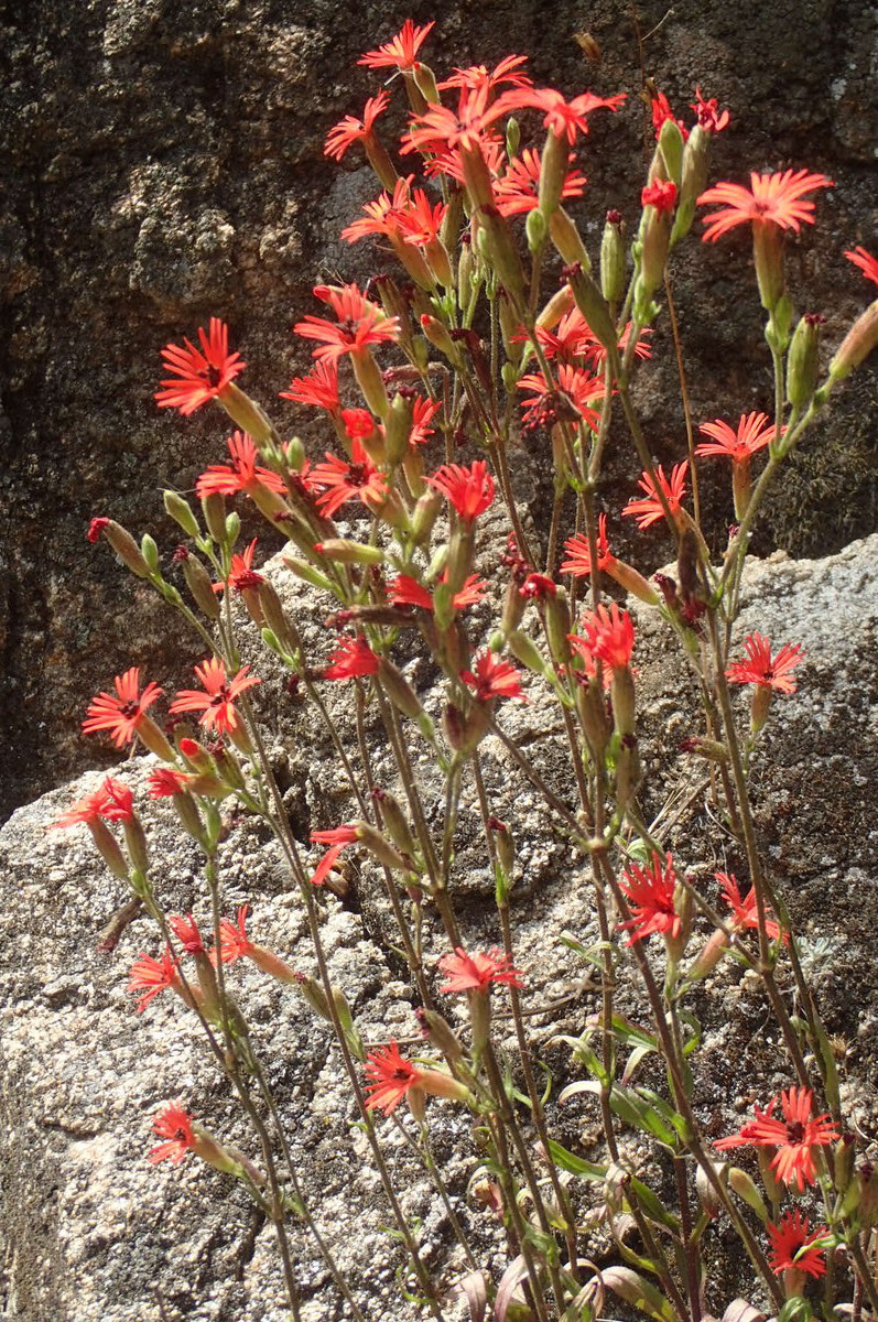 Silene laciniata ssp. laciniata