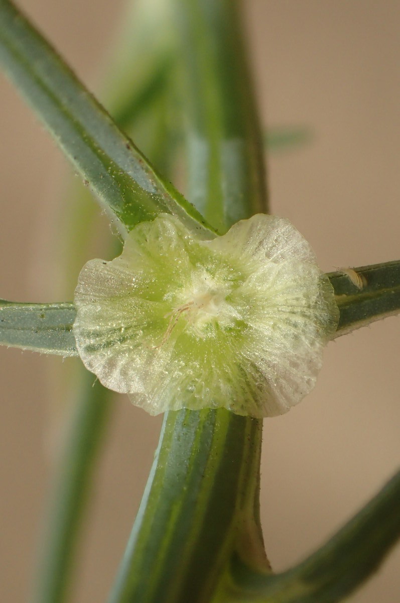Salsola australis