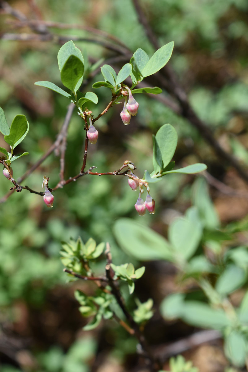 Vaccinium uliginosum ssp. occidentale
