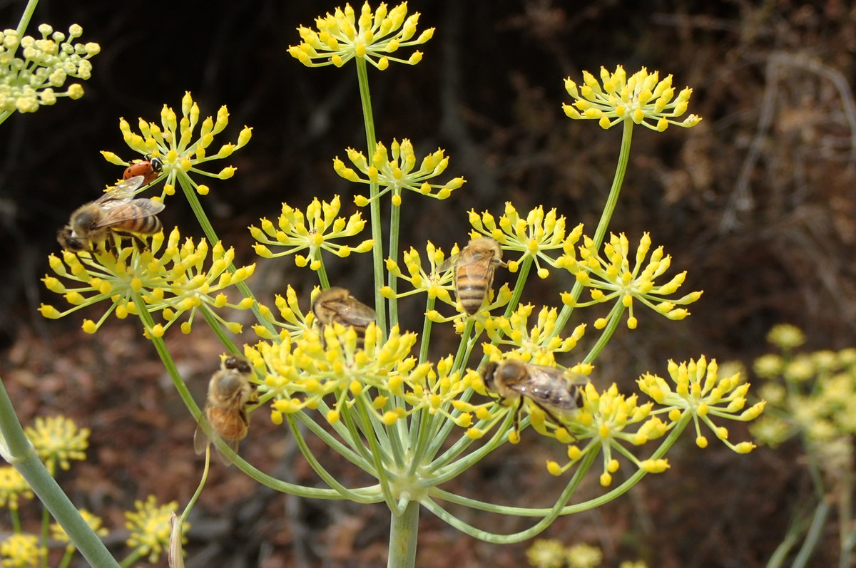 Foeniculum vulgare