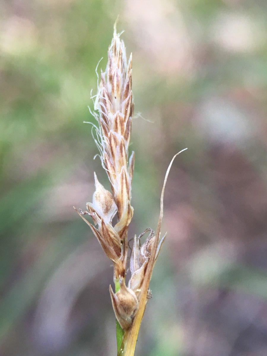 Carex inops ssp. inops