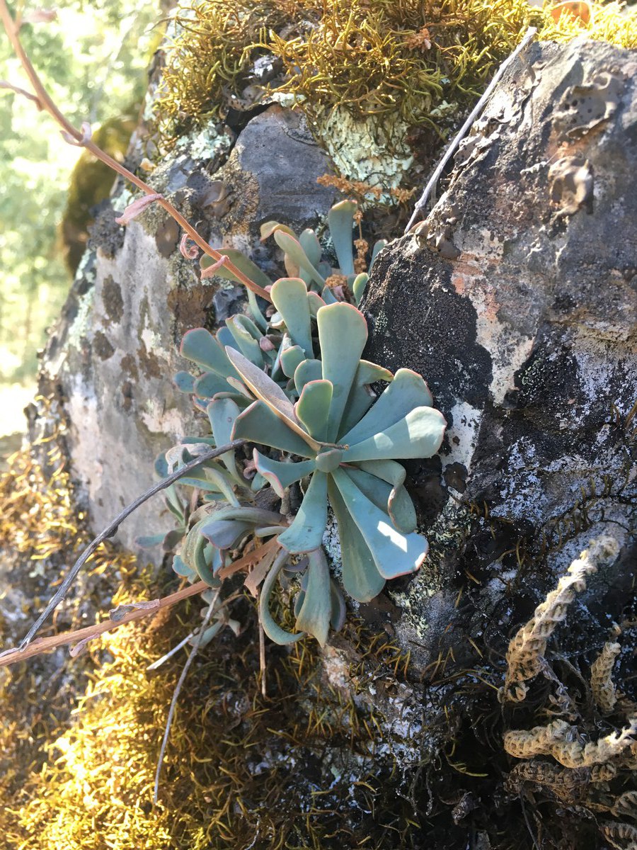 Sedum obtusatum ssp. paradisum