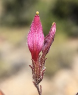 Cordylanthus kingii ssp. kingii