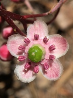 Chimaphila umbellata ssp. occidentalis