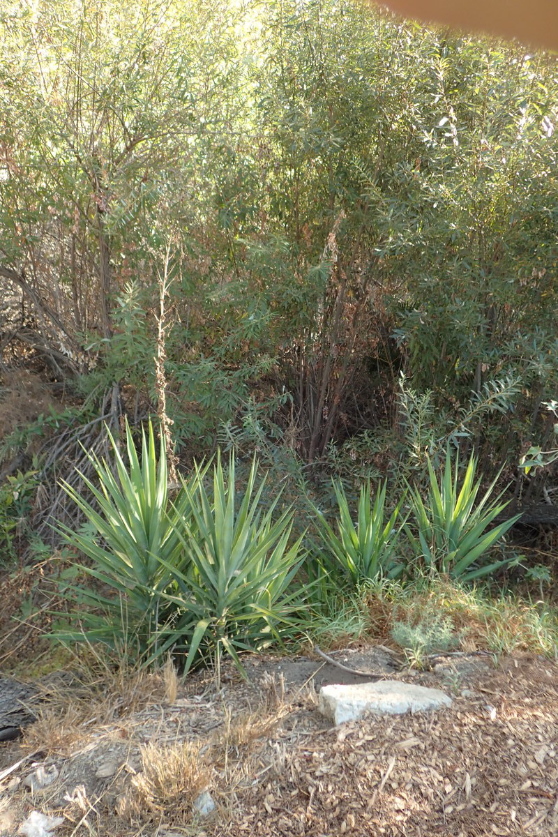 Yucca gloriosa