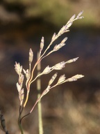 Torreyochloa pallida var. pauciflora