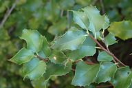Prunus ilicifolia var. ilicifolia