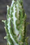 Gnaphalium bicolor