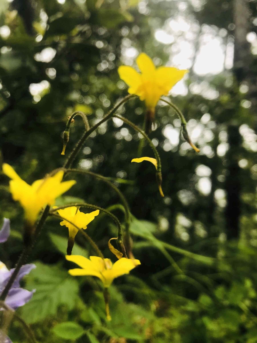 Vancouveria chrysantha