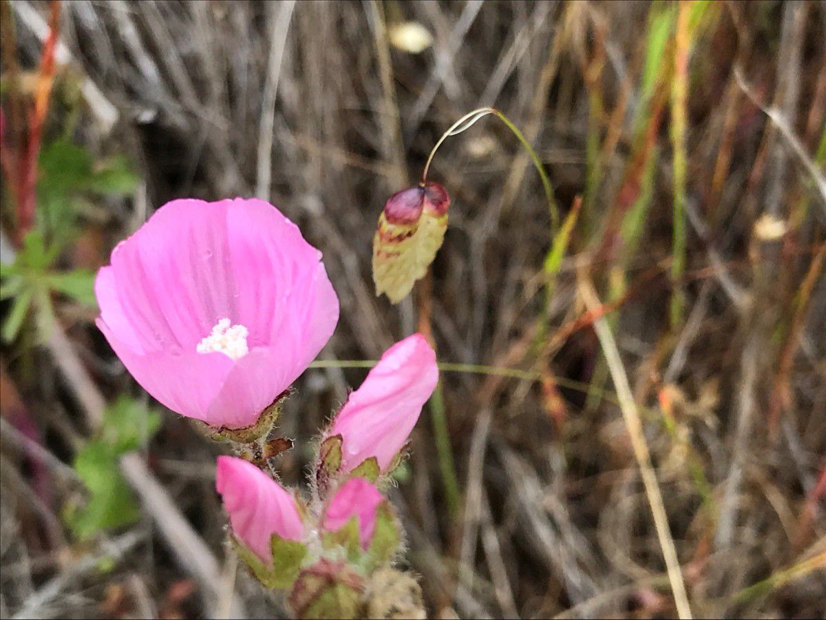Sidalcea malviflora ssp. californica