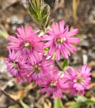Silene scouleri ssp. grandis