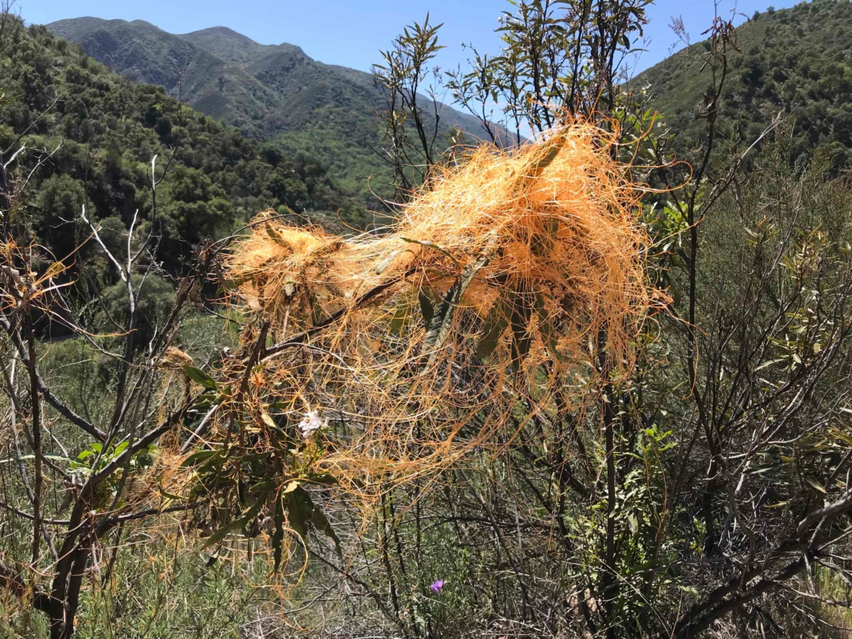 Cuscuta californica var. californica