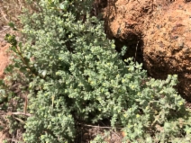 Galium californicum ssp. luciense