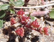 Ceanothus fresnensis