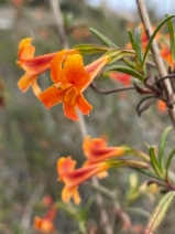 Mimulus aurantiacus ssp. australis